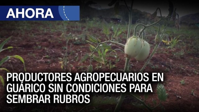 Productores Agropecuarios en #Guárico sin condiciones para sembrar rubros - #02Feb – Ahora