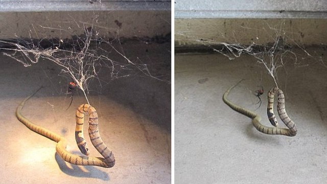 Schwarze Witwe und Giftschlange liefern sich ein erbittertes Duell