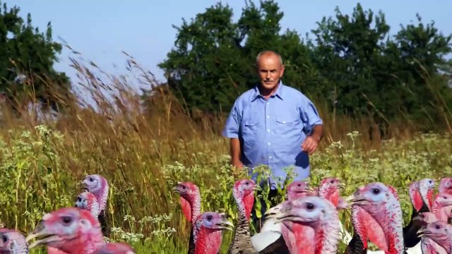 Eating Animals Orijinal Fragman