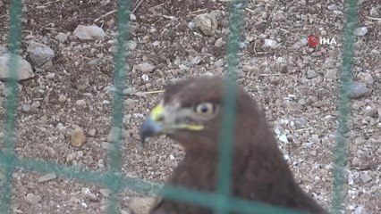Yaban hayvanları tedavi merkezinde şifa bulup yaşam alanlarına dönüyor