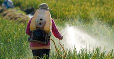 Bientôt la fin du glyphosate ? Des scientifiques découvrent un herbicide d'origine naturelle
