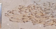 Des archéologues découvrent l'incroyable fossile d'un banc de poissons préhistoriques