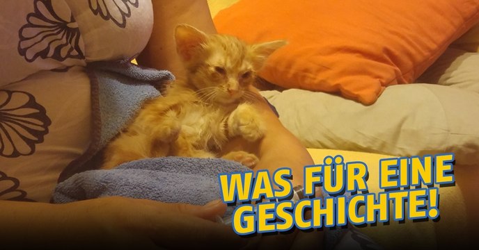 Pokémon GO: Diese Katze konnte durch das Niantic-Spiel gerettet werden!
