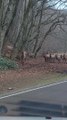 Elk Traffic Jam in North Carolina