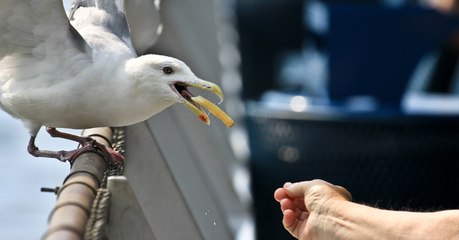 Comment empêcher une mouette de vous voler vos frites ? La science a la réponse