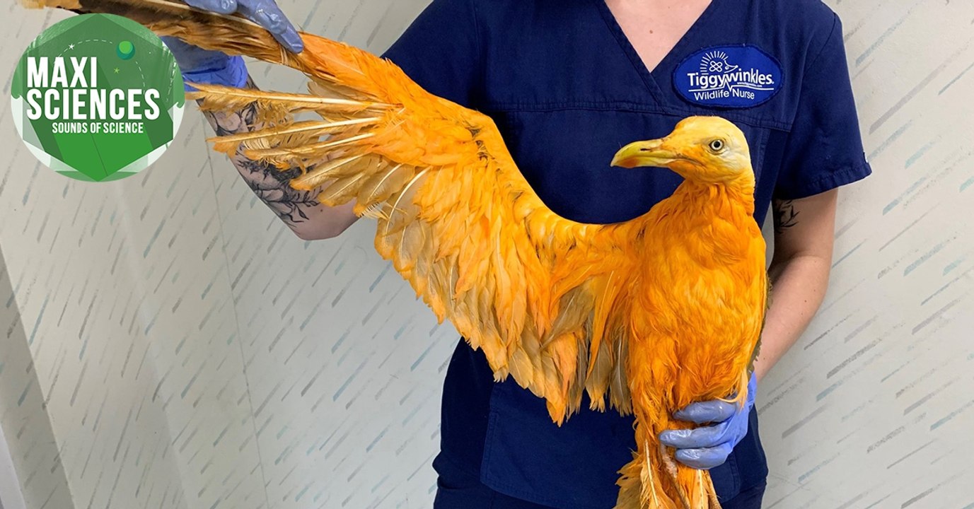 Séisme, déchet et goéland, les actus sciences que vous devez connaître ce 10 juillet