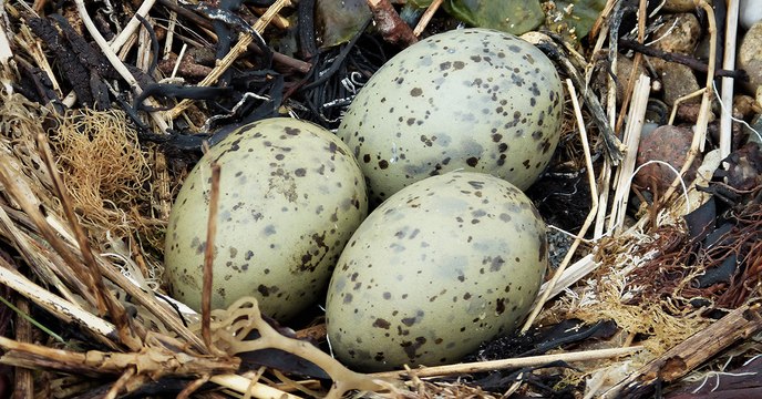 Les oiseaux communiquent entre eux depuis l’oeuf