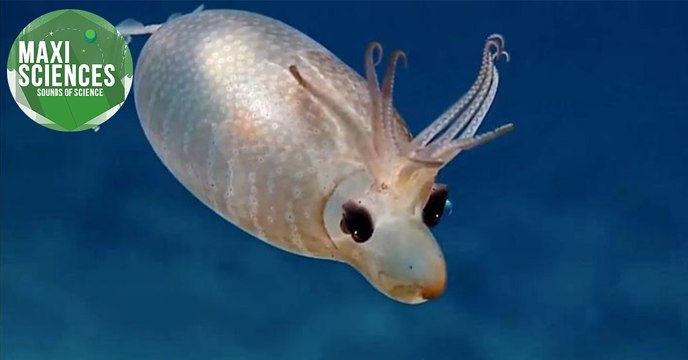 Plastique, oiseau et calamar porcelet, les actus sciences que vous devez connaître ce 24 juillet