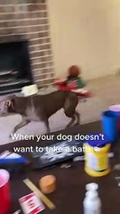 Doggy Doesn't Like Bath Time