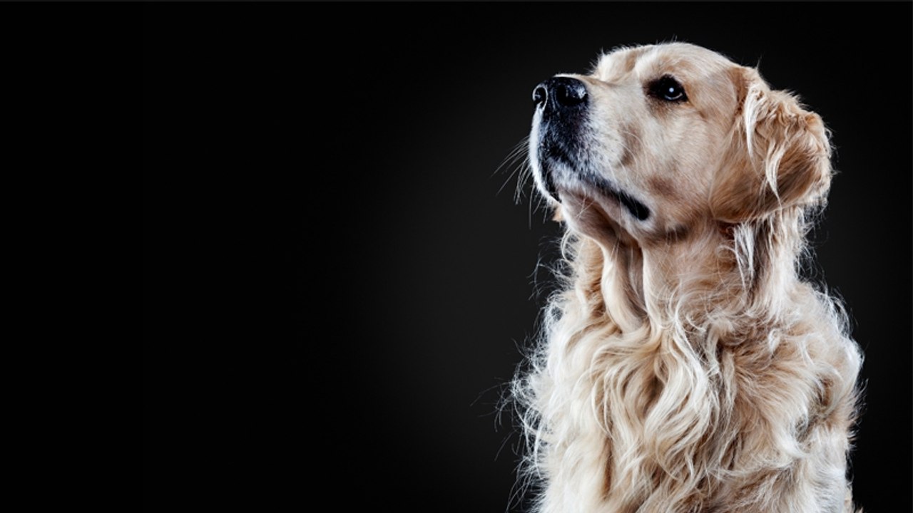 Malta: Männer retten eine Hündin, die mit 40 Schrotkugeln im Leib lebendig begraben wurde