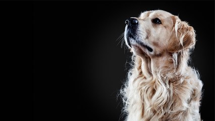 Malta: Männer retten eine Hündin, die mit 40 Schrotkugeln im Leib lebendig begraben wurde