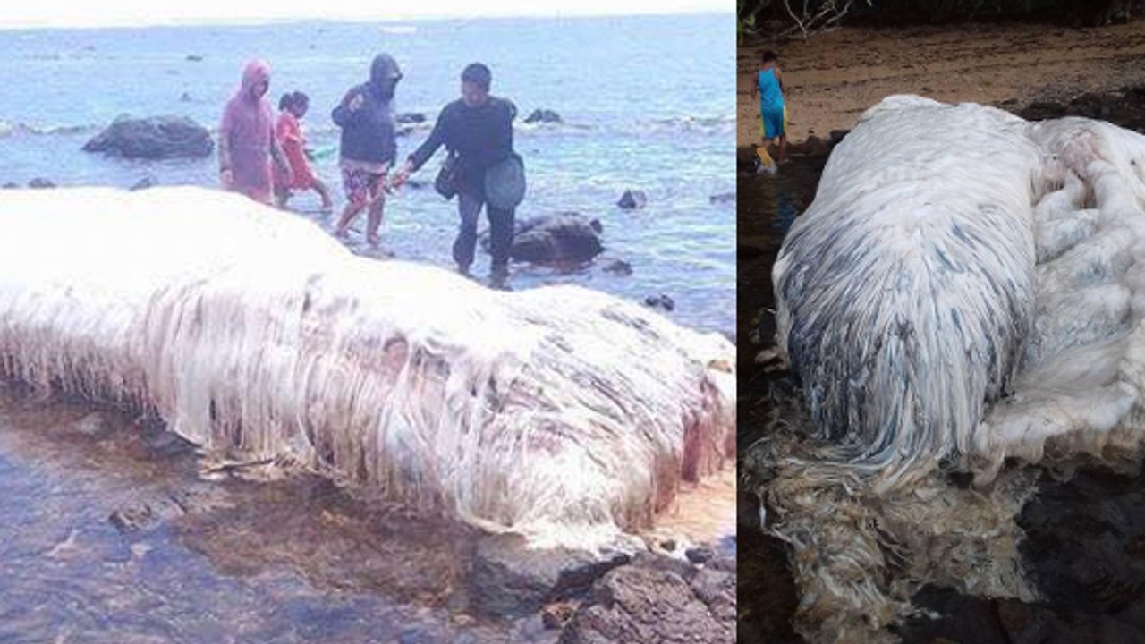 Seltsame Kreatur an der Küste der Philippinen gestrandet