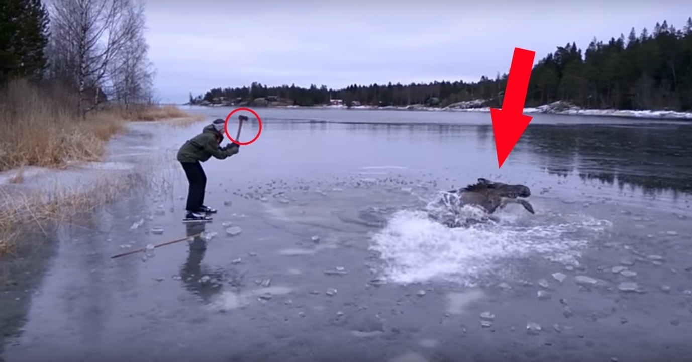 Helfer retten einen Elch aus dem eiskalten Wasser