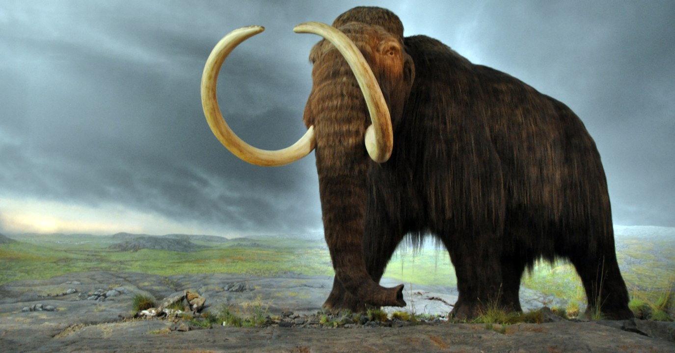 Erwecken Wissenschaftler das Mammut 4000 Jahre nach seinem Verschwinden wieder zum Leben?