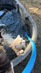 Frosty the Horse Helps Cat Take Unwanted Bath
