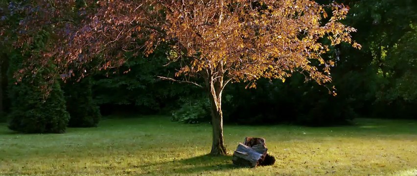 Her Şey Güzel Olacak - Orijinal Fragman