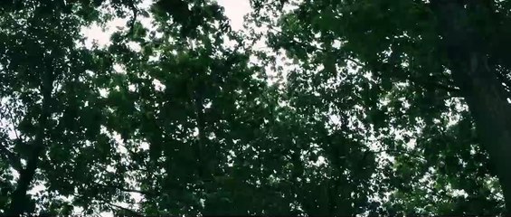 The Night House Fragman