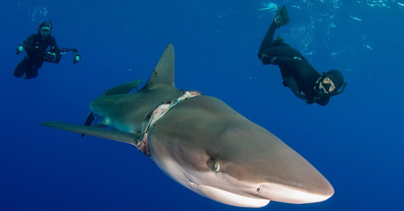 Taucher kommen einem Hai zu Hilfe, der sich in einem Seil verfangen hat