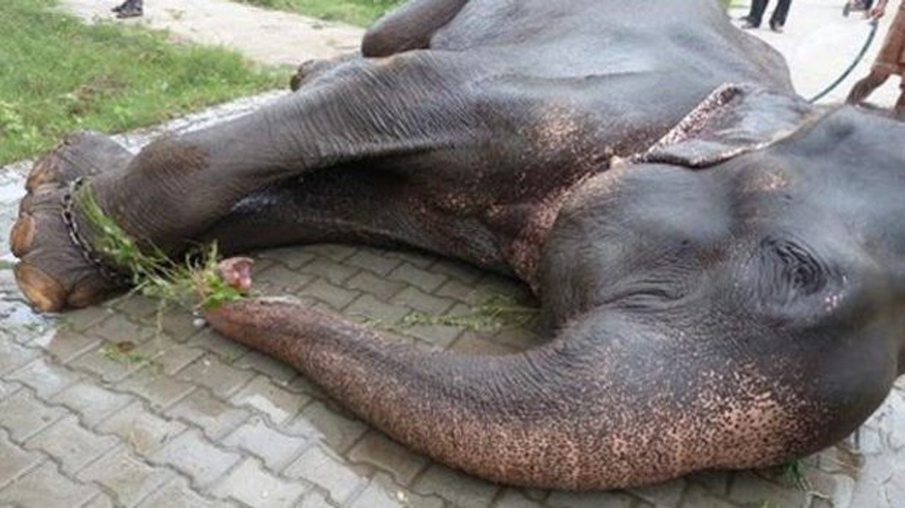 Einem Elefanten werden zum ersten Mal die Fußfesseln abgenommen