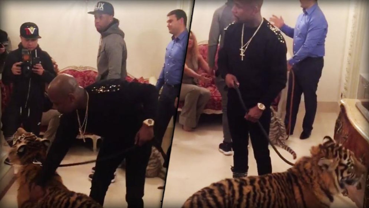 Mayweather will einem tiger seine kraft beweisen