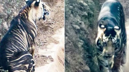 Inde : un tigre noir ultra rare pris en photo pour la première fois
