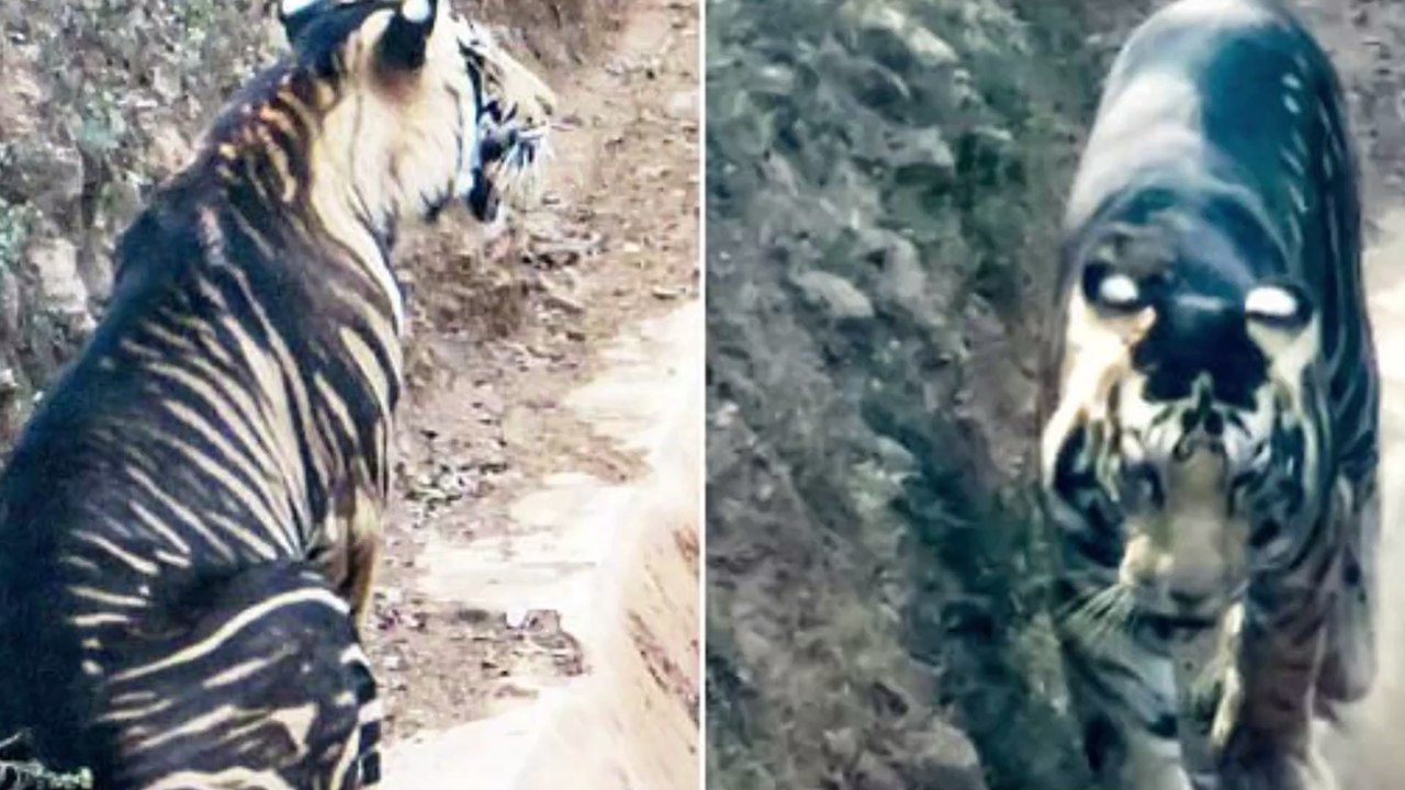 Inde : un tigre noir ultra rare pris en photo pour la première fois