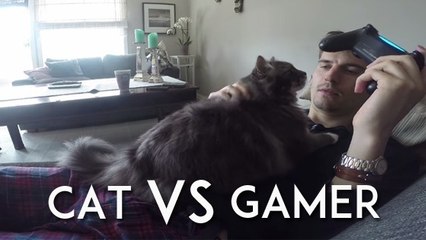 Quand un chat empêche son maître de jouer