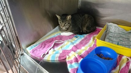 Ein Mann findet seine Katze nach 11 Jahren wieder