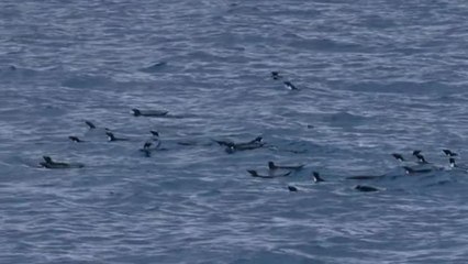 Hasta 58 metros podría subirse el nivel del mar si toda la Antártida se derritiera