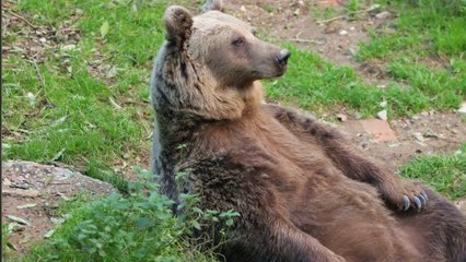 Turquie : Un apiculteur décide de transformer des ours en goûteurs de miel