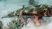 Honduras : un "poisson avec des pattes" découvert au fond de la mer par un plongeur (VIDÉO)