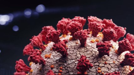 Covid-19 : un premier cas d'infection d'un animal sauvage identifié aux États-Unis