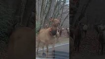 Elk Traffic Jam in North Carolina