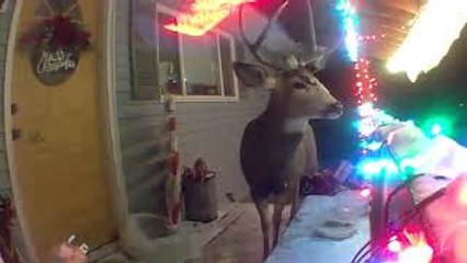 Buck Bandit Eats Cat Fat Food