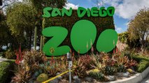 Covid-19 : des grands singes du zoo de San Diego ont été vaccinés contre le coronavirus