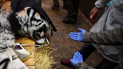 Le tigre Baïkal s'est fait soigner après s'être cassé un croc