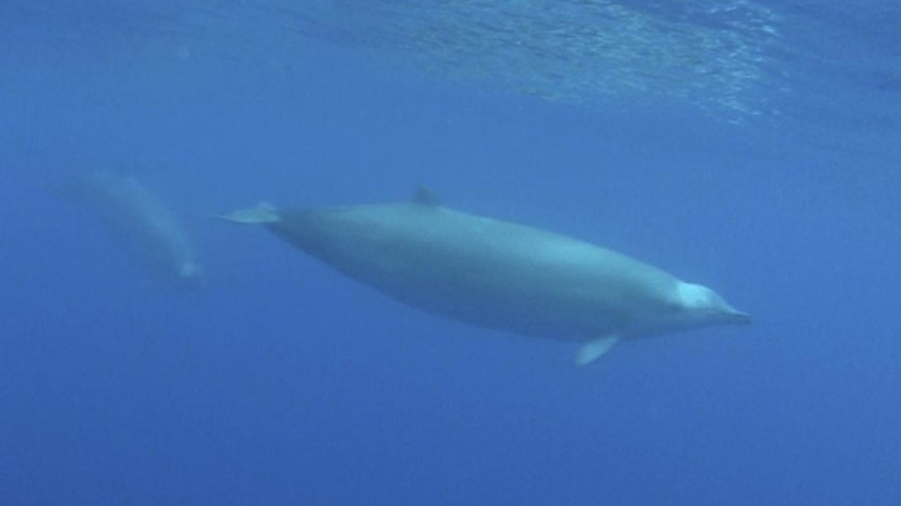 True-Wal: Eine der seltensten Arten der Welt erstmals im Ozean gefilmt