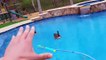 GOOSE leaves BROWN SURPRISE in POOL! YAY!! FUNnel Vision Bird Invasion Payback Vlog