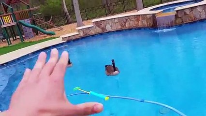 GOOSE leaves BROWN SURPRISE in POOL! YAY!! FUNnel Vision Bird Invasion Payback Vlog