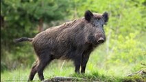 France : Après avoir mangé de la viande de sanglier, deux chasseurs contaminés par une maladie parasitaire