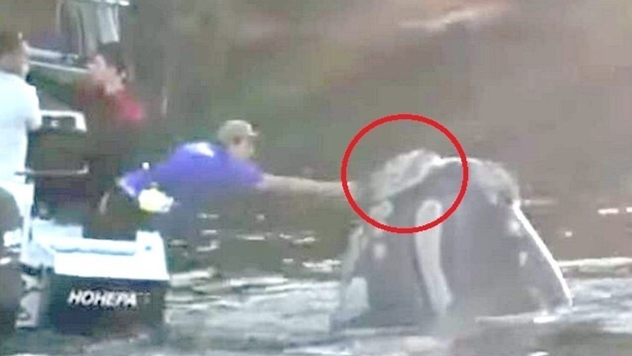 Ein Wal in Not bittet Fischer sichtbar um Hilfe: Was sich dann ereignet, ist beeindruckend (Video)