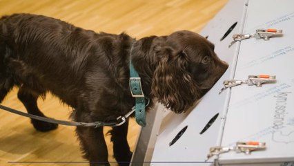 En France, des chiens sont entraînés pour détecter la Covid-19 chez l'homme