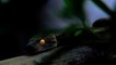 Biodiversité : Une nouvelle et incroyable espèce de serpent irisé découverte au Vietnam