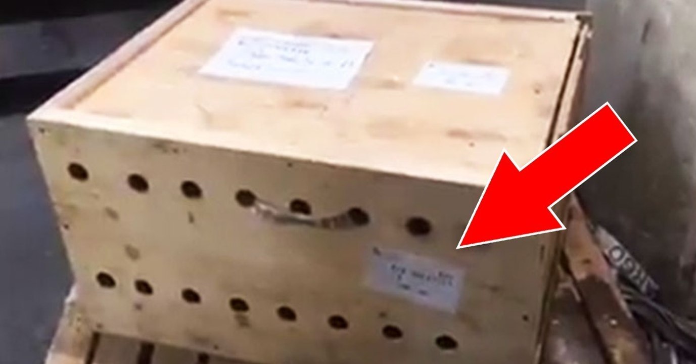 Die Behörden entdeckten drei Tigerbabys in einer am Flughafen herumstehenden Kiste