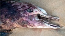 États-Unis : l'étrange maladie de peau mortelle frappant les dauphins serait liée au réchauffement climatique