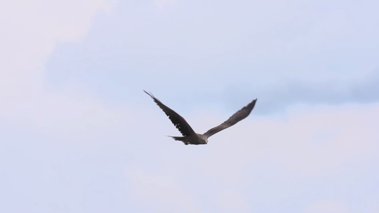 Norvège : la stupéfiante capture d’un renard par un aigle