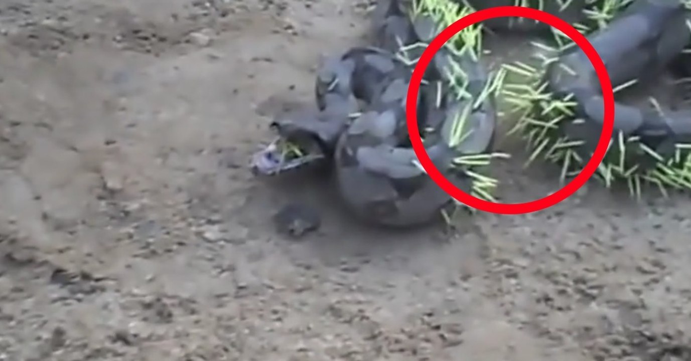 Schlange sucht sich das falsche Opfer aus: Nach der Attacke ist sie komplett verändert (Video)