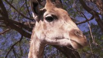 Afrique du Sud : Une chasseuse se photographie avec le cœur d'une girafe et créé l'indignation