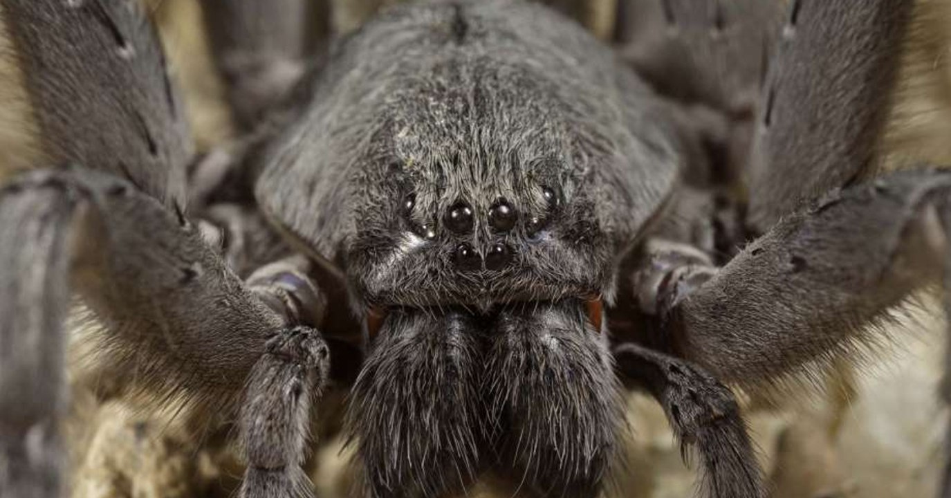 Entdeckung: riesenspinnen-art in mexiko