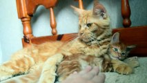 Cat Dad Paws at Owner Trying to Pet Kitten